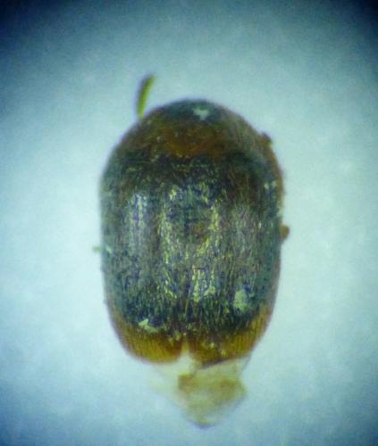 Réf. 256 355 : Sericoderus sp.